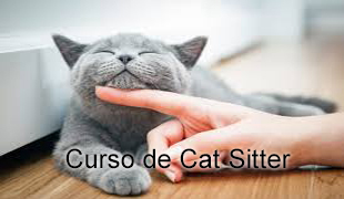 Curso de Cat Sitter